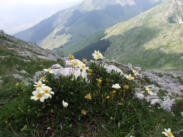 Fioriture in quota